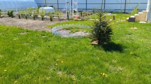 # 385. Украшаю участок цветами. Загородная жизнь с нуля 2024