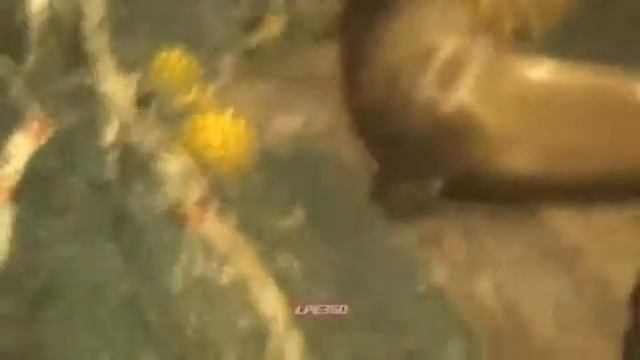 Операция по изгнанию морского льва смотреть онлайн