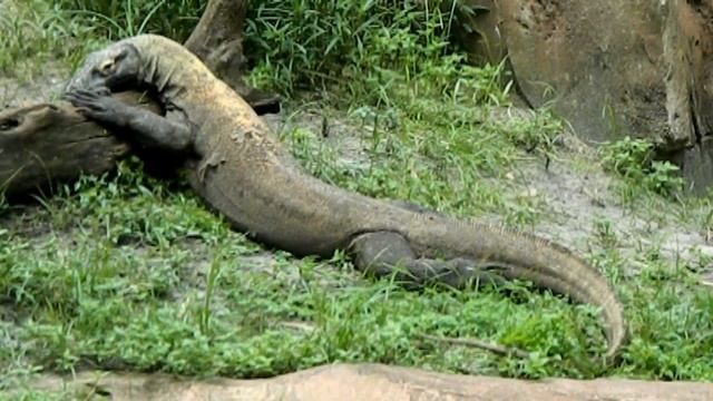 Free Stock Footage 2020 Komodo Dragon Sitting смотреть онлайн