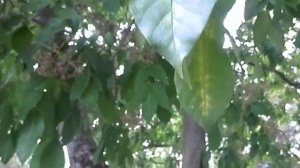 Evodija (Tetradium daniellii), Varaždin, Croatia