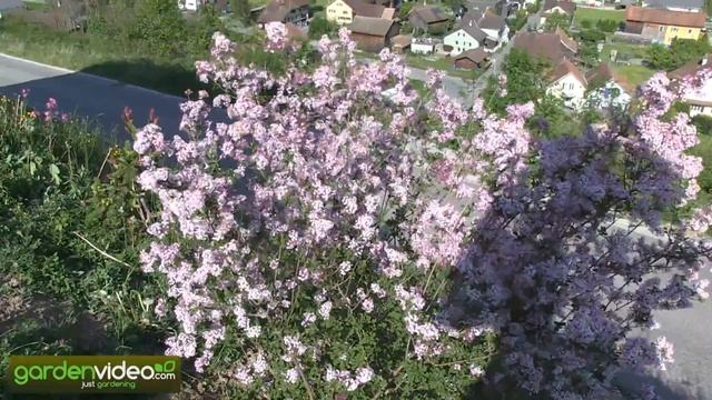 Mini Lilac Tinkerbelle (a Dwarf Lilac Syringa Variety)