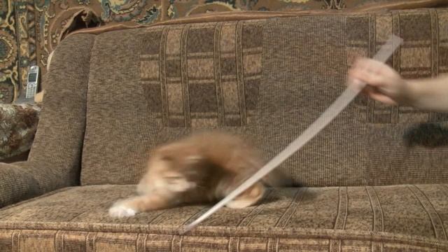 Persey Oka Coon. 2 месяца