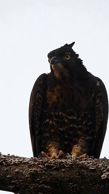 Crested Honey Buzzard female cleaning beak after snack смотреть онлайн