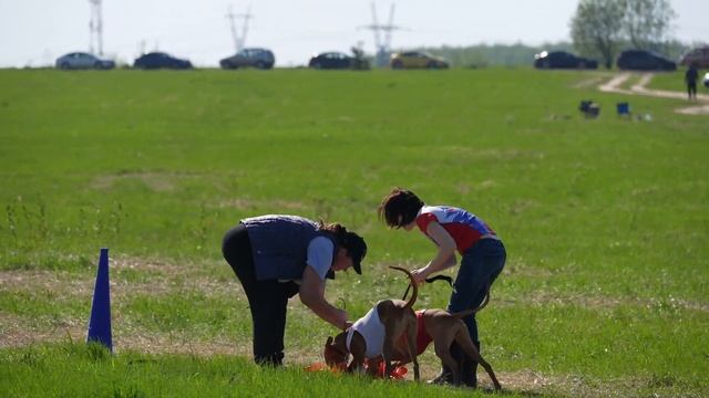 Фараонова собака TEMPLE VELES CHOCOLATE (к) и ROKSI IFE SHANI IZ SCHNEIDER RICH (б) смотреть онлайн