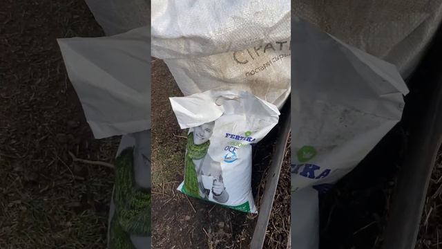 Посадка пионов весной ( часть 1) смотреть онлайн