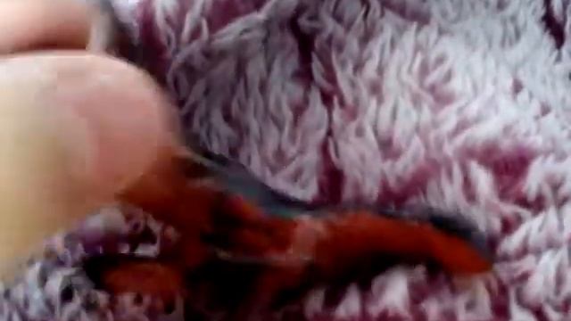 Обзор на моих собак и лошадь из пластилина смотреть онлайн