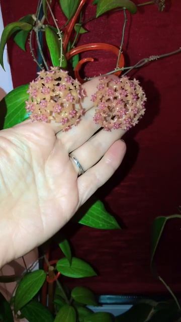 Хойи#Meredithii Green#fitchii#комнатныерастения