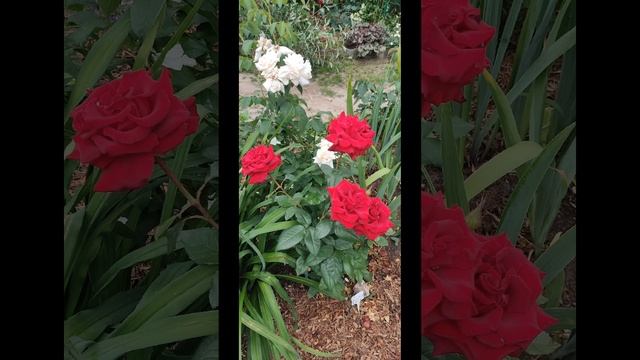 🌹🌺🌷Вспоминая краски лета🌹🌺🌷 смотреть онлайн