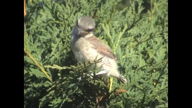srokosz (Lanius excubitor), Great Gray Shrike, Raubwürger, Серый сорокопут смотреть онлайн