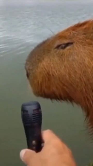capybara singing смотреть онлайн