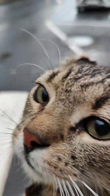 самая большая опасность в городе для животных это дороги смотреть онлайн