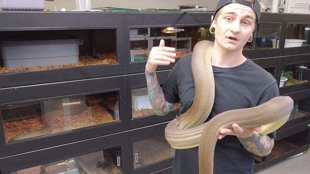 OLIVE PYTHONS! part 1 of the liasis genus. смотреть онлайн