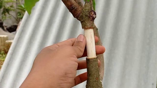 Cara Cangkok Mangga Yang Benar, Mudah Dan Praktis