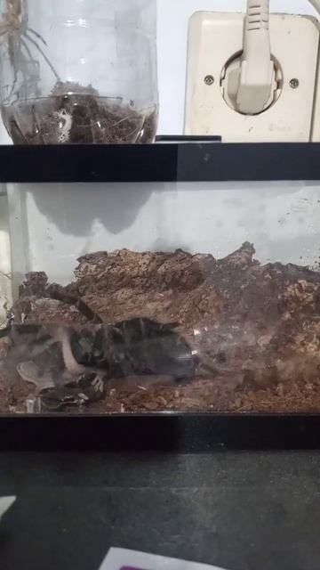 #shorts My Tarantula feeding gecko #lasiodoraparahybana #salmonpink #tarantula #exoticpets смотреть онлайн