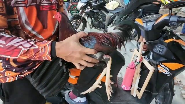 lipa batangas livestock auction market update смотреть онлайн