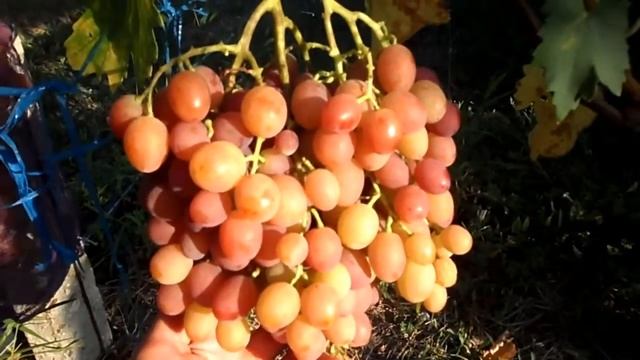 Виноград Ливия