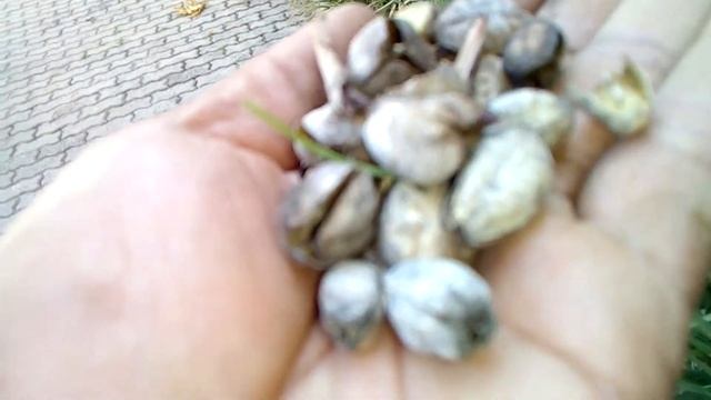 MOREIAS: VEJAMOS COMO ELAS PODE SER PLANTADAS.(2) смотреть онлайн