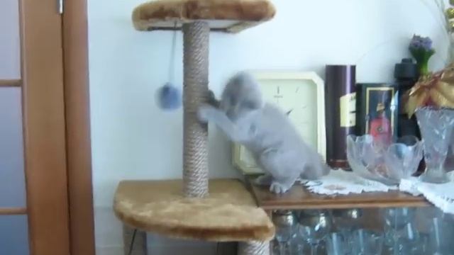 Тиша, британский короткошерстный котенок. смотреть онлайн