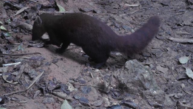 Madagascar 152 Ring tailed Mongoose смотреть онлайн