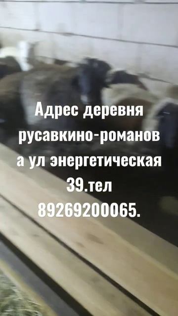 тиру кой Эчки москва орозого халал союуп алсаныздар болот