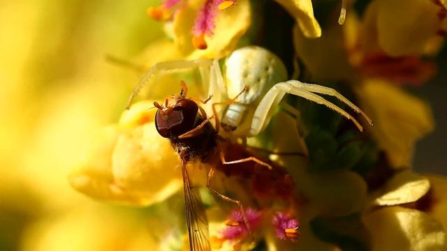 Běžník kopretinový - Misumena vatia - pestrenka P7089278.MOV смотреть онлайн