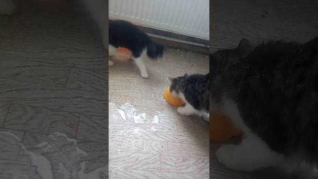 Я РЖАЛ ПОЛЧАСА 😂😂ОРУ ХАХА. СМОТРЕТЬ ВСЕМ🤣🤣🤣 смотреть онлайн