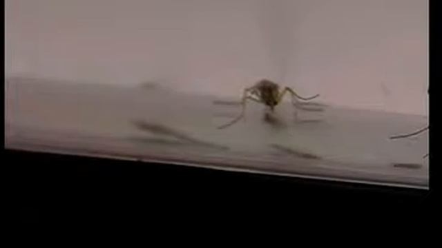 WATER MIDGE смотреть онлайн