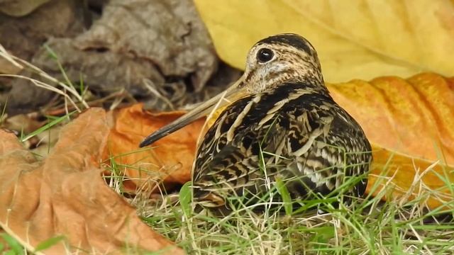 Pin-tailed snipe, Gallinago stenura. Nalaguraidhoo, Maldives смотреть онлайн