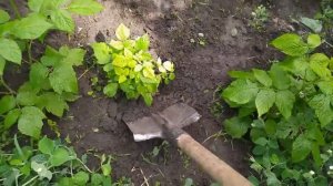 Израстание малины или ведьмина метла. Опасная болезнь!