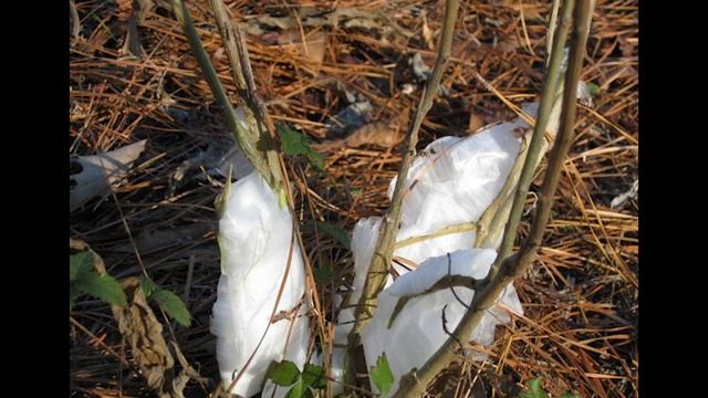 Yellow Crownbeard, Frostweed, And Blue Mistflower