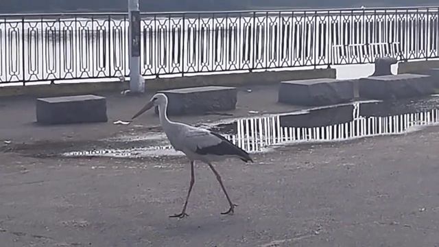 Кременчуг Рыбалка Набережная Центр💙 Аист Гриша Рыбак Попрошайка🎉Stork Fisherman🎉 Fishing Ukraine🐟 смотреть онлайн