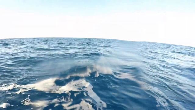 Free Swimming Blue Marlin смотреть онлайн
