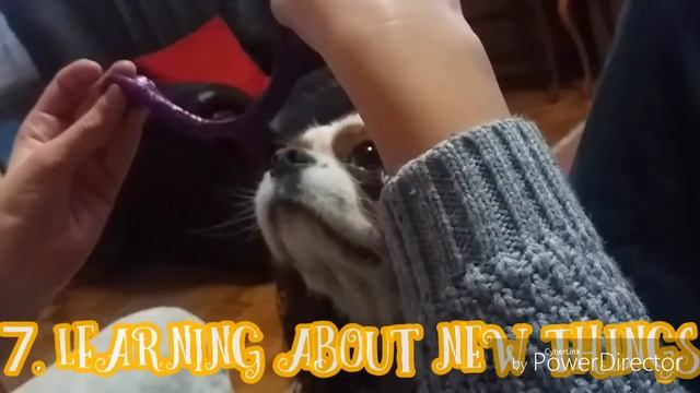 Daily life of Lola, the cavalier king charles cutie смотреть онлайн