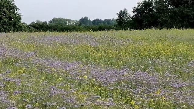 Цветение фацелии смотреть онлайн