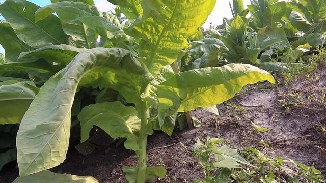 Галицкий оригинальный