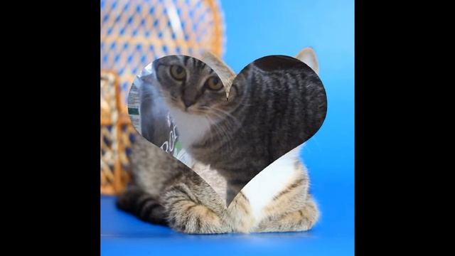 ПЧЕЛКА...Новые владельцы ее потеряли в начале апреля 2016.РОЗЫСК!! смотреть онлайн