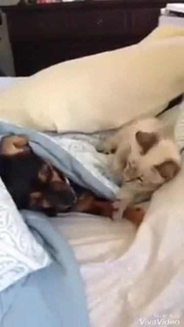 Вставай дружок🙌😂 смотреть онлайн