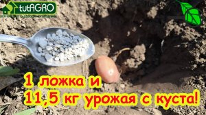 ПРОСТОЙ СПОСОБ ПОВЫСИТЬ УРОЖАЙ КАРТОФЕЛЯ. Питание, защита и уход на сезон. Лучше китайского метода!