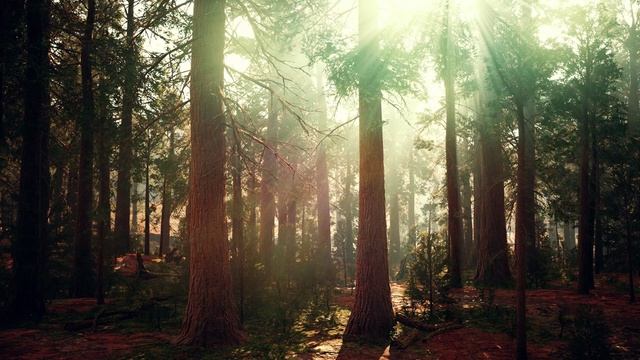 Morning Rituals 4K MUSIC to start your day Sequoia National Park Guide🎼 yoga & meditation смотреть онлайн