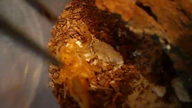 2nd instar babies with mom смотреть онлайн