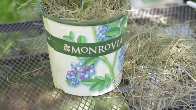 How to Plant Tomatoes & Lay Down Straw : Garden Space смотреть онлайн