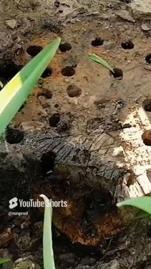 Каустическая сода против пня | Оставил на зиму