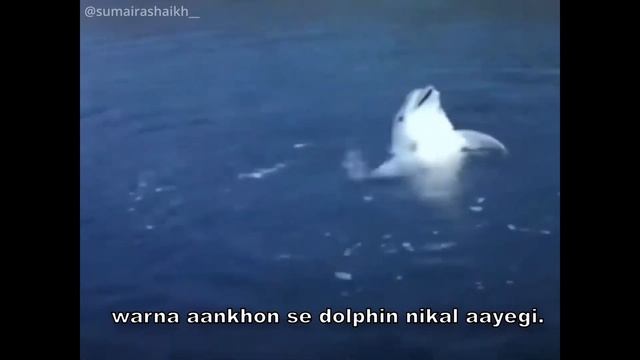 Jaanwar Ki Jaankari Episode 6 - Dolphin | Comedy | Sumaira Shaikh