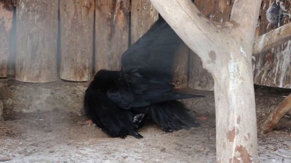 Битва воронов! Никто не хотел сдаваться! В МИРЕ ЖИВОТНЫХ! Кто сильнее. Battle of the ravens! ВОРОН!