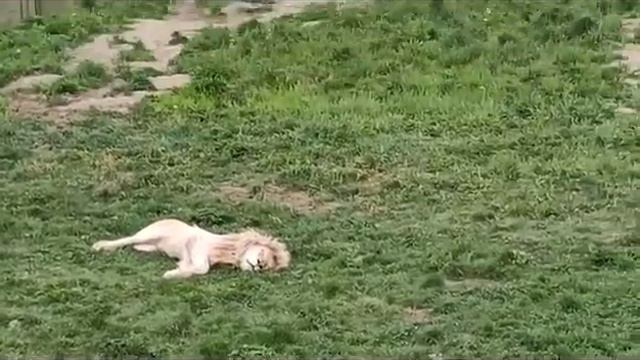 У левушек тихий час. Парк "Земля прайда" смотреть онлайн