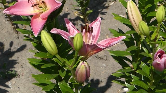 Lilium ´Tirreno´