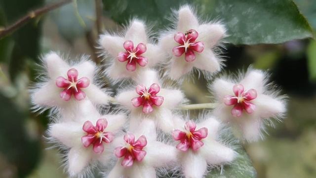 Hoya Caudata Sumatra.