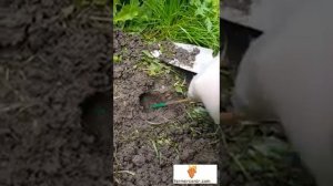 Фумигант Дакфосал против кротов