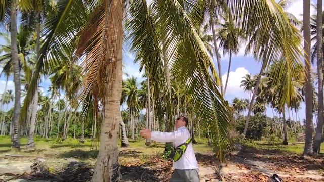 Добыча кокосов смотреть онлайн