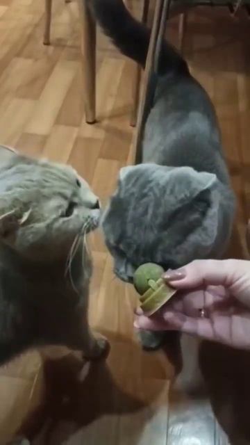 Пробуют кошачью мяту ч2 🤣😂 смотреть онлайн